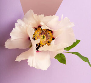 Traveller Rocky Cliffs Barren