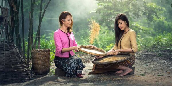 Rice women sitting harvest sow