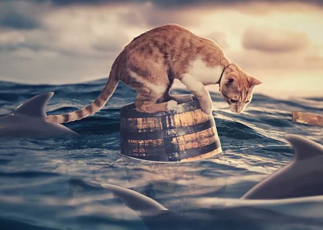 An Exploration of Mammal Diversity