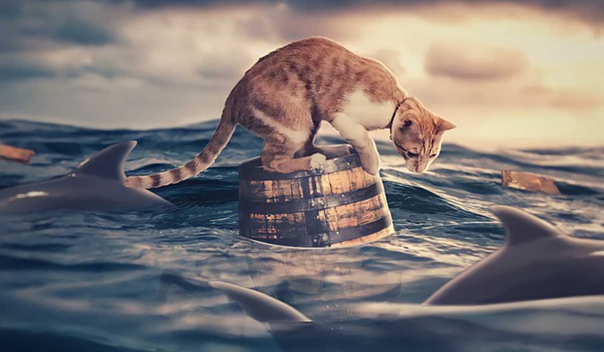 Adventures of a Bunny in the Wild